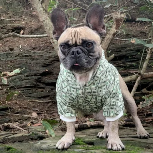 Money Print Dog Hoodie by Furr Baby Gifts